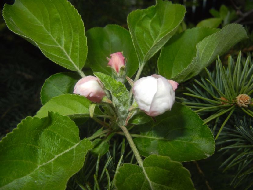 Apple Blossom. Flori mar (2017, April 09) - Apple Tree_Mar Summer Red