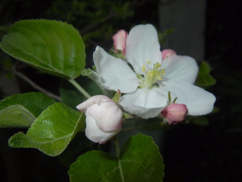 Apple Blossom. Flori mar (2017, April 09) - Apple Tree_Mar Summer Red