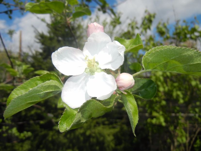 Apple Blossom. Flori mar (2017, April 09) - Apple Tree_Mar Summer Red