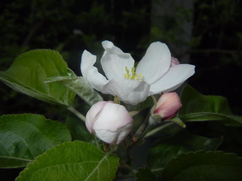 Apple Blossom. Flori mar (2017, April 09) - Apple Tree_Mar Summer Red
