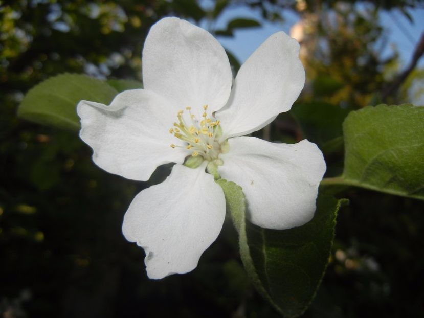 Apple Blossom. Flori mar (2017, April 15) - Apple Tree_Mar Summer Red