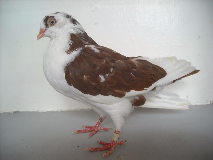  - PORUMBEI CARE MI AU APARTINUT