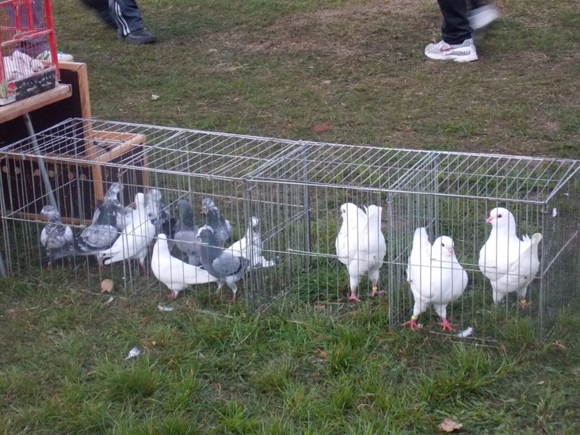  - TARG-2017-MONOR UNGARIA