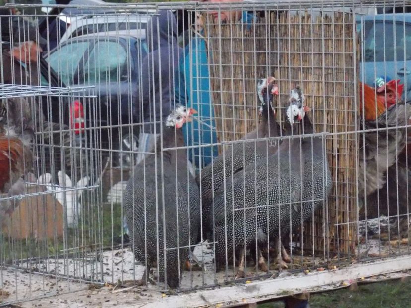  - TARG-2017-MONOR UNGARIA