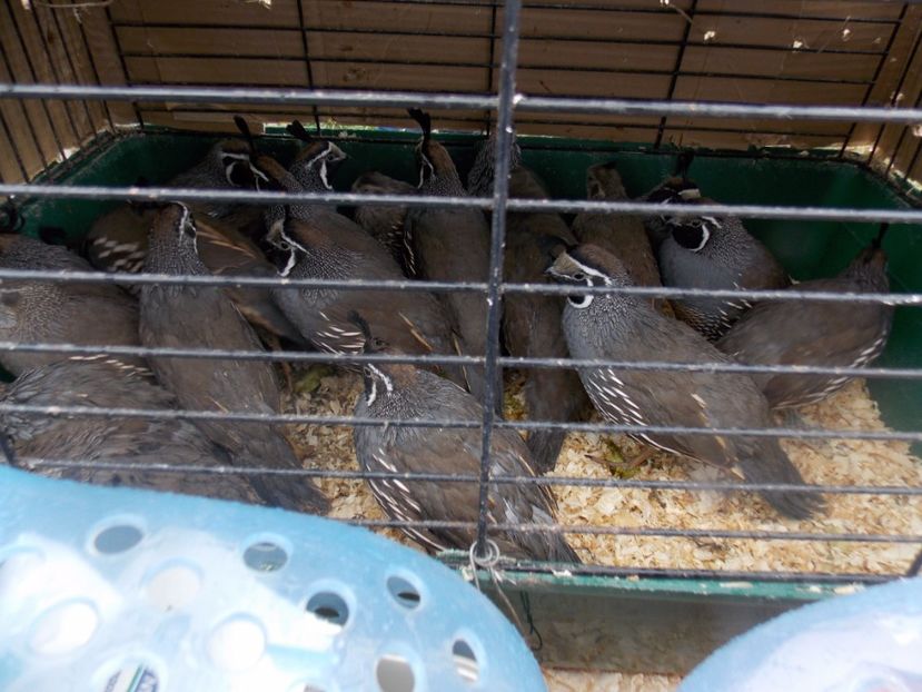  - TARG-2017-MONOR UNGARIA