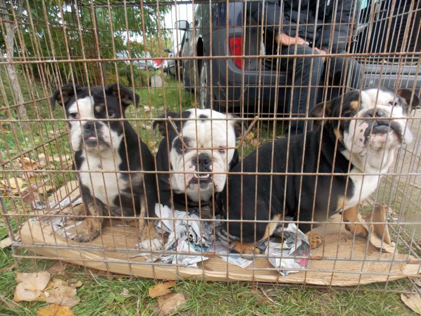  - TARG-2017-MONOR UNGARIA