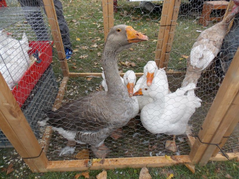  - TARG-2017-MONOR UNGARIA