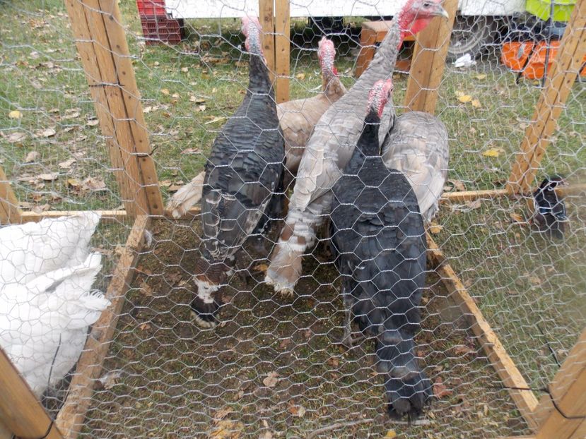  - TARG-2017-MONOR UNGARIA