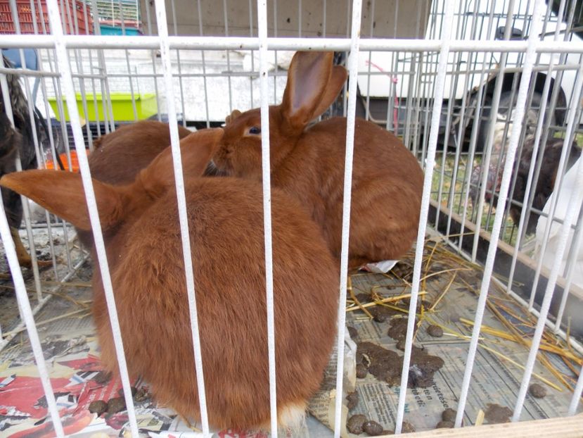  - TARG-2017-MONOR UNGARIA