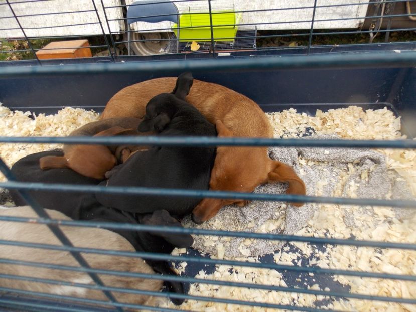  - TARG-2017-MONOR UNGARIA