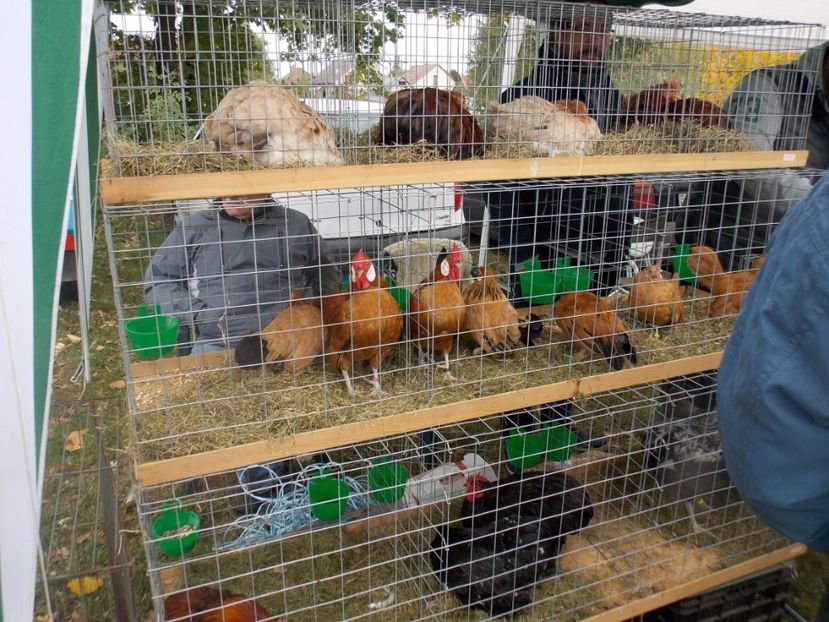  - TARG-2017-MONOR UNGARIA