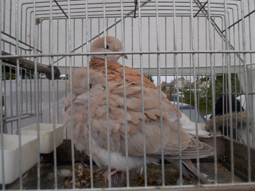  - TARG-2017-MONOR UNGARIA