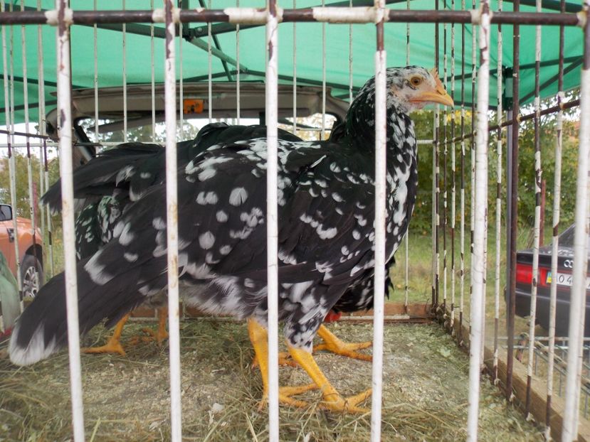  - TARG-2017-MONOR UNGARIA