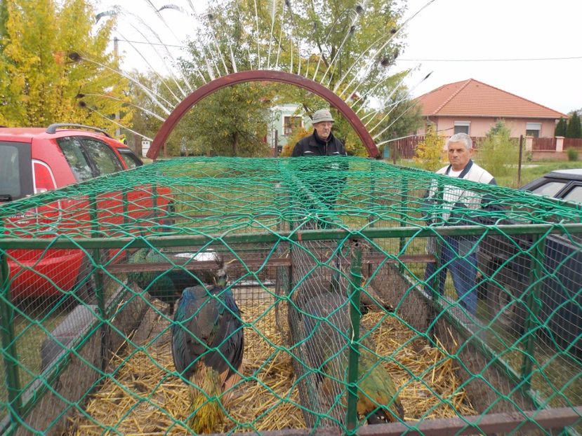  - TARG-2017-MONOR UNGARIA