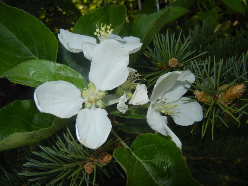 Apple Blossom. Flori mar (2017, April 15) - Apple Tree_Mar Summer Red