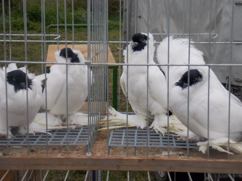  - TARG-2017-MONOR UNGARIA