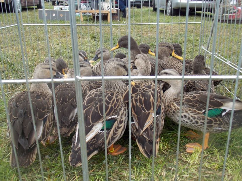  - TARG-2017-MONOR UNGARIA