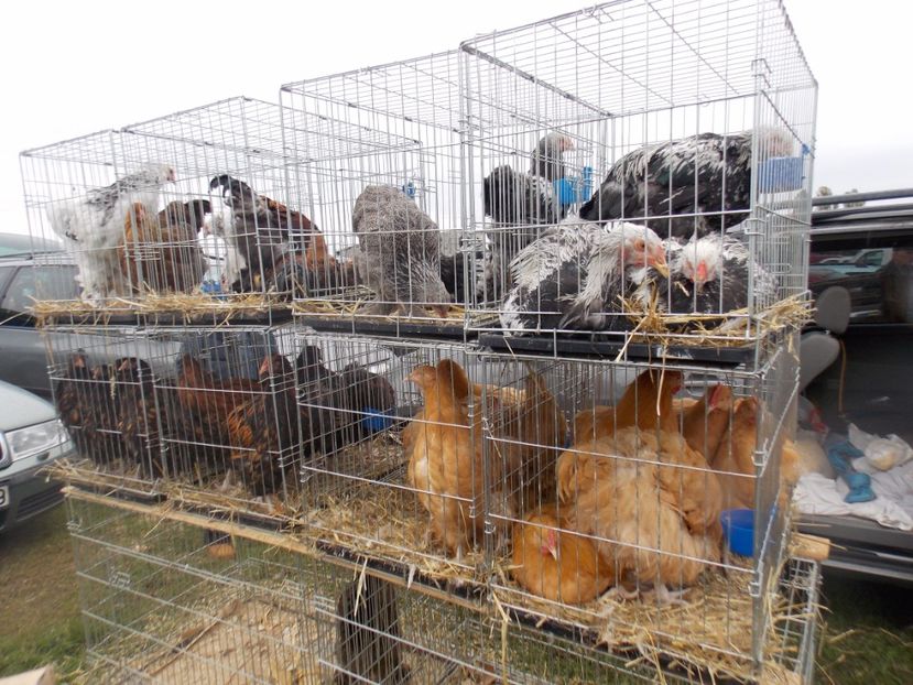  - TARG-2017-MONOR UNGARIA