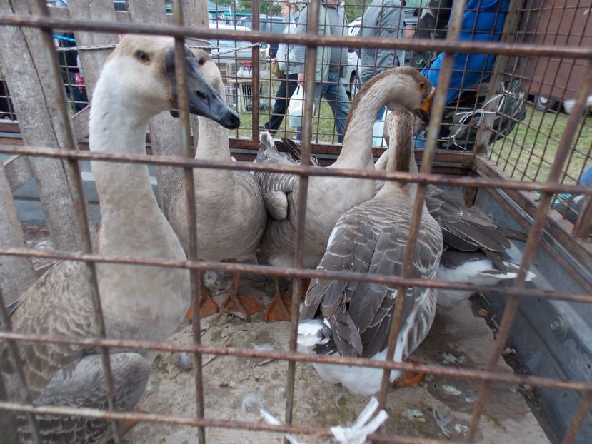  - TARG-2017-MONOR UNGARIA