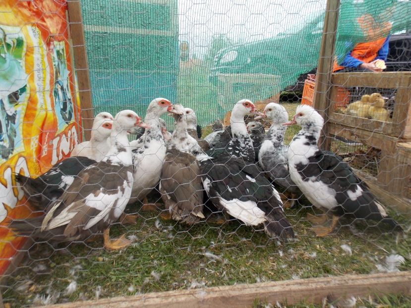  - TARG-2017-MONOR UNGARIA