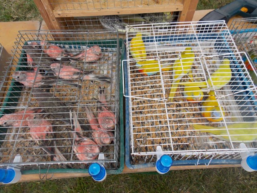  - TARG-2017-MONOR UNGARIA