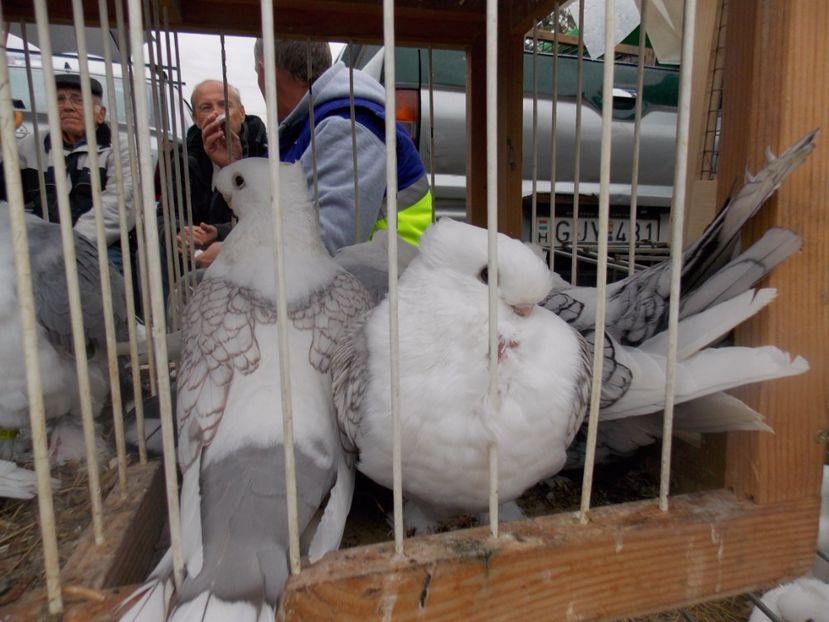  - TARG-2017-MONOR UNGARIA