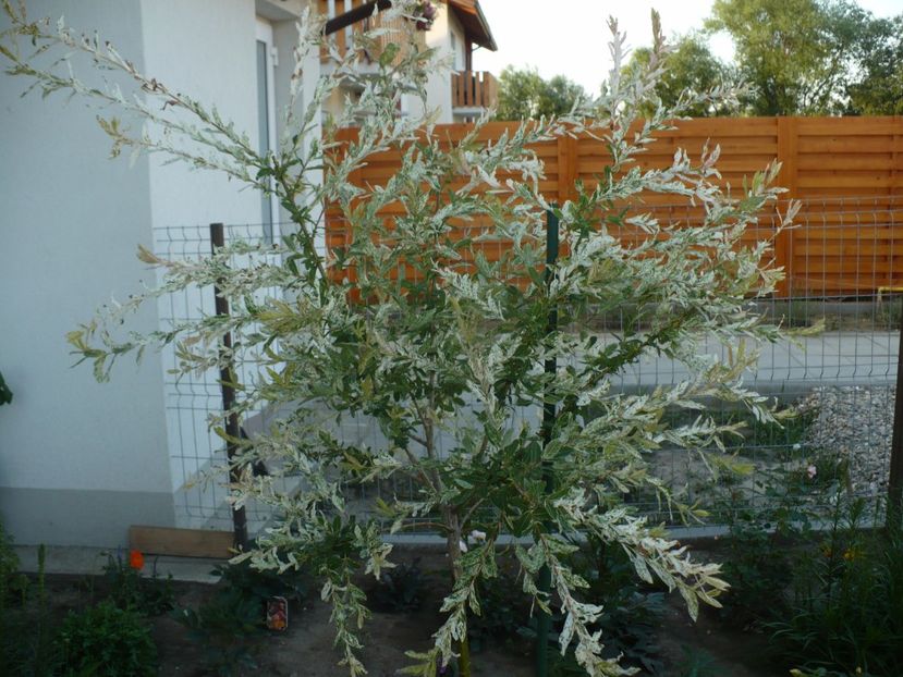 P1260602 - Salcie japoneza - Salix Integra Hakuro