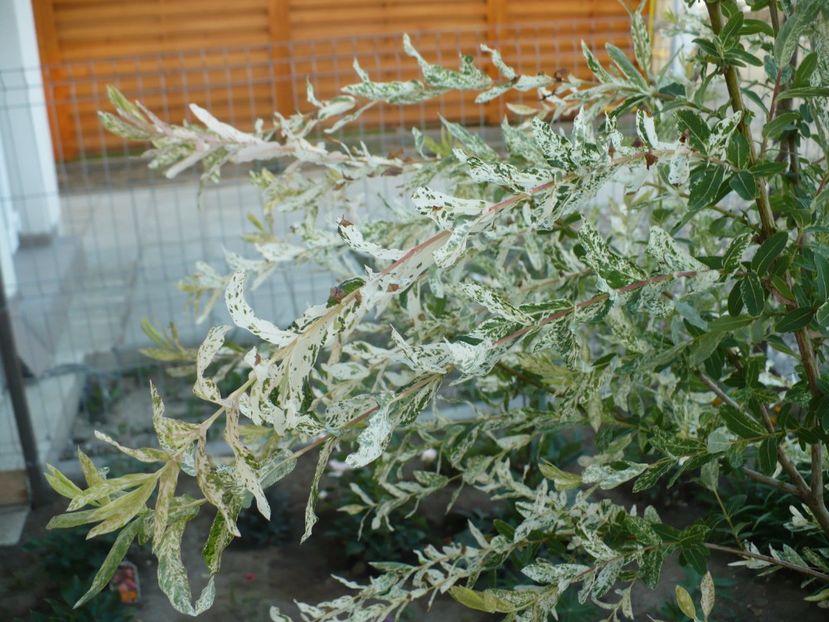 P1260599 - Salcie japoneza - Salix Integra Hakuro