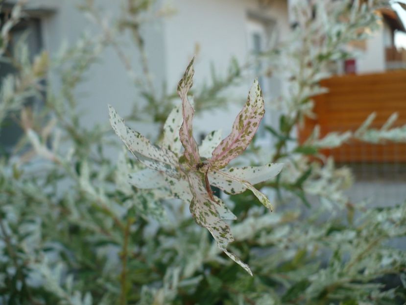 P1260601 - Salcie japoneza - Salix Integra Hakuro