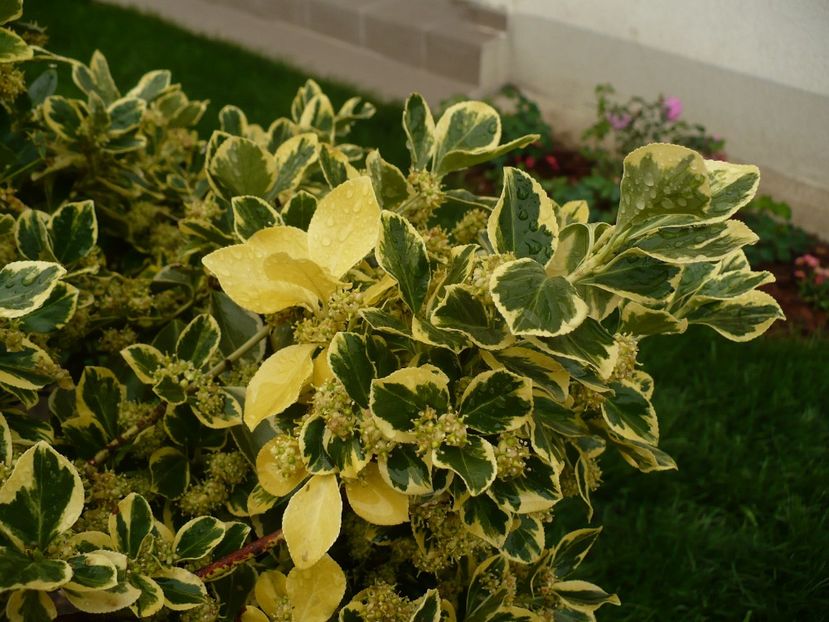 P1260309 - Euonymus fortunei emerald n gold pe tulpina inalta