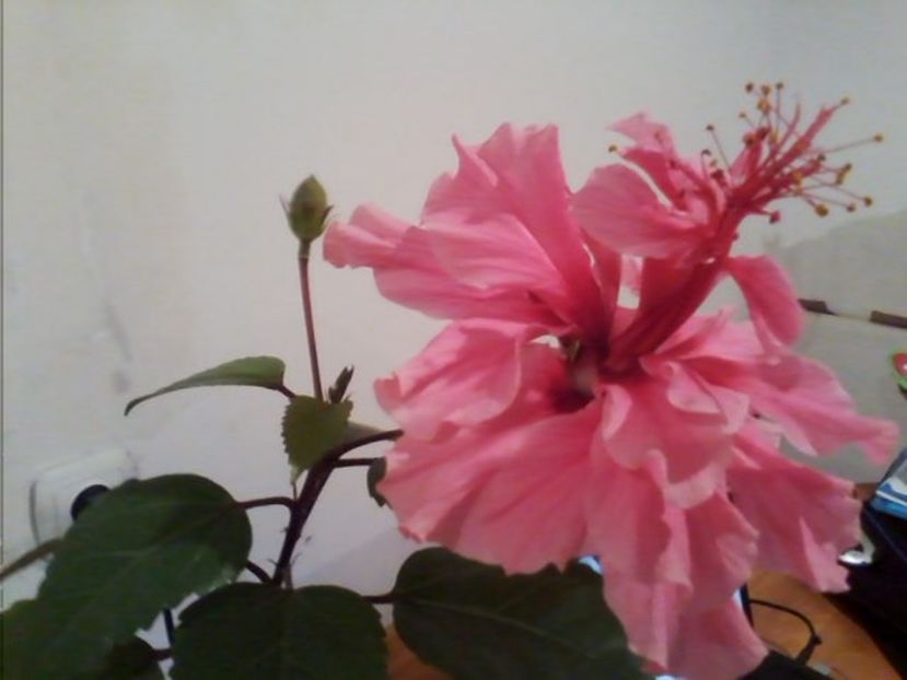 Kona 09 octombrie - De vanzare