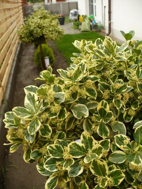 P1260306 - Euonymus fortunei emerald n gold pe tulpina inalta