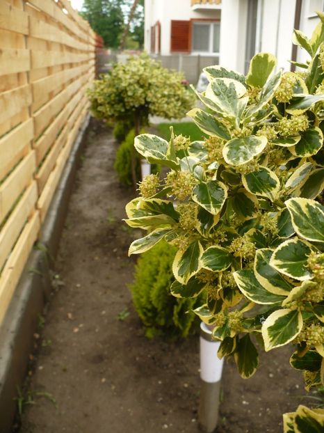 P1260311 - Euonymus fortunei emerald n gold pe tulpina inalta