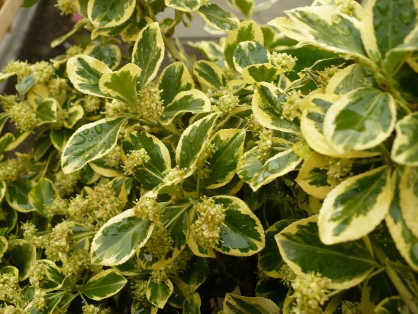 P1260317 - Euonymus fortunei emerald n gold pe tulpina inalta