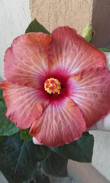  - hibi creme de cacao