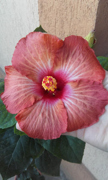  - hibi creme de cacao