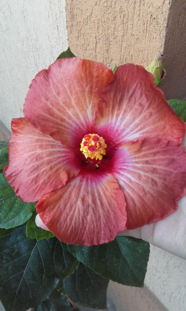  - hibi creme de cacao