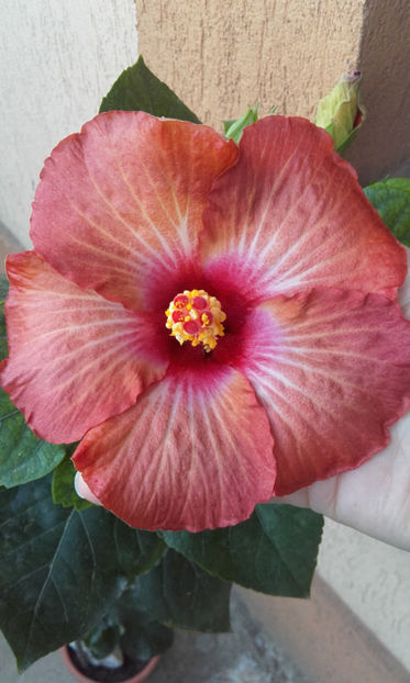  - hibi creme de cacao