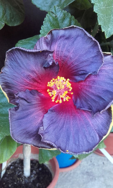  - hibi My Blue Heaven