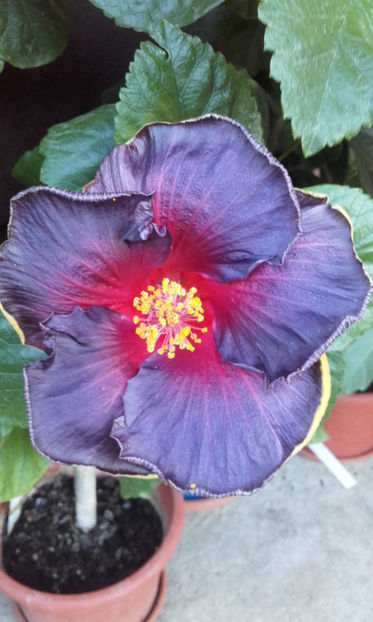  - hibi My Blue Heaven