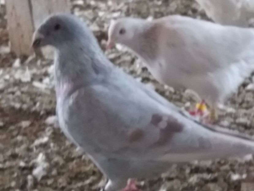 F-2016 - 5-AMERICAN SHOW RACER