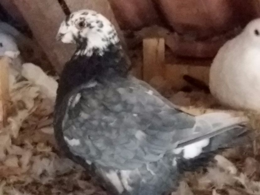 F-2015 - ARHIVA AGH II