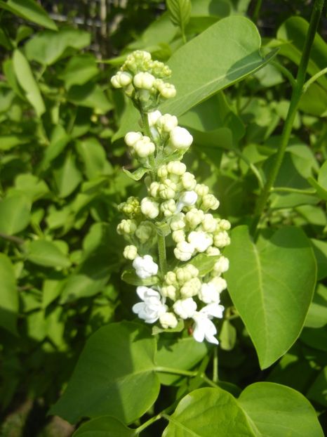 White Lilac Tree (2017, April 09) - Syringa vulgaris White