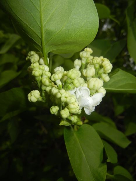 White Lilac Tree (2017, April 09) - Syringa vulgaris White