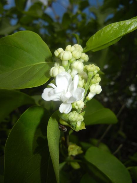 White Lilac Tree (2017, April 09) - Syringa vulgaris White