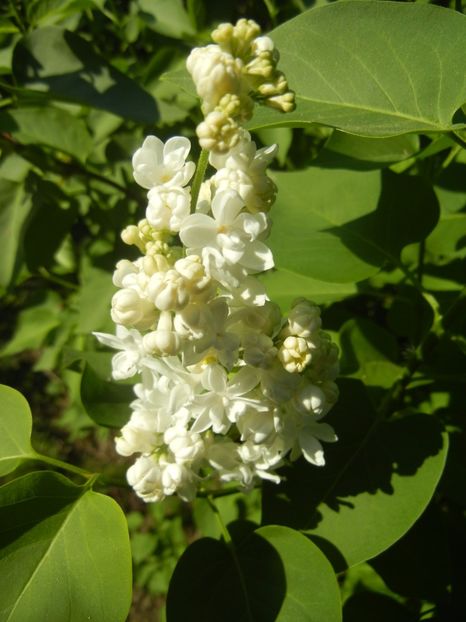 White Lilac Tree (2017, April 15) - Syringa vulgaris White