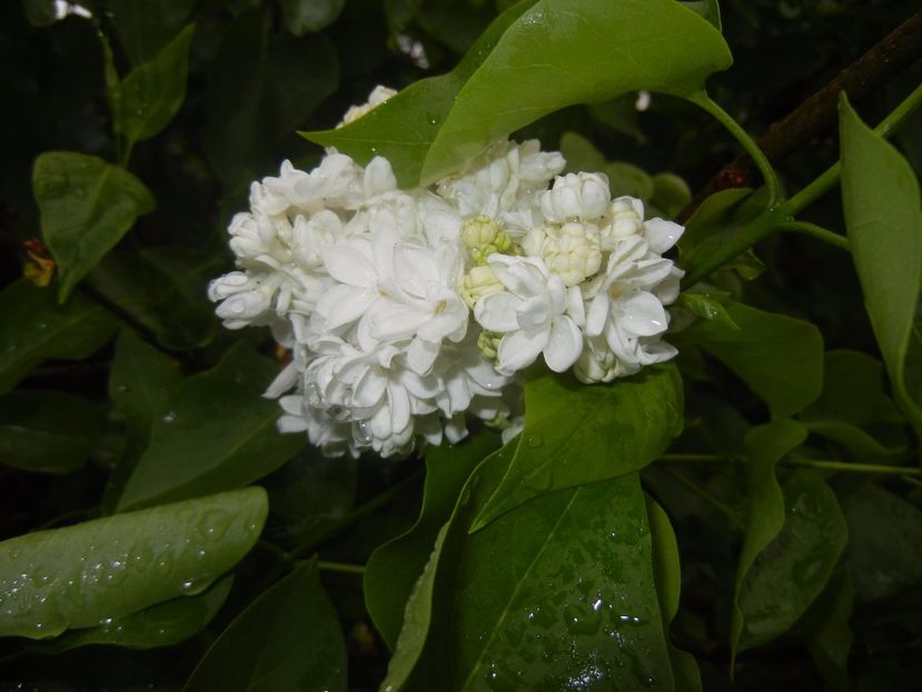 White Lilac Tree (2017, April 20) - Syringa vulgaris White