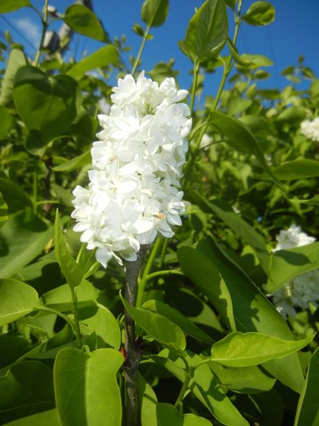 White Lilac Tree (2017, April 24) - Syringa vulgaris White