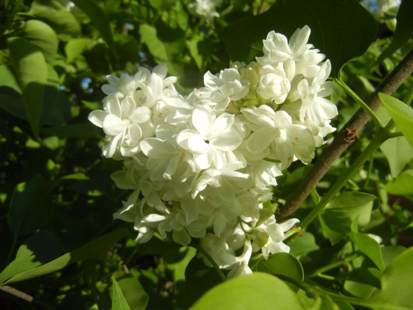 White Lilac Tree (2017, April 24) - Syringa vulgaris White