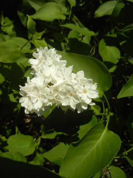 White Lilac Tree (2017, April 24) - Syringa vulgaris White